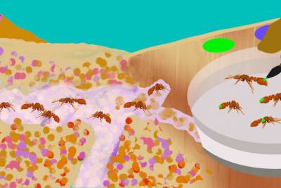 插画:Kristin Reiber Harris